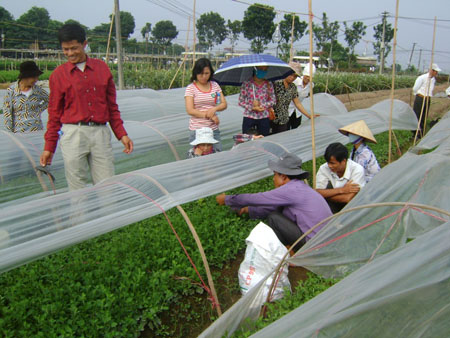 Hoa dừa cạn rủ, hoa dua can ru, hoa Tết, hoa Tet, hạt giống hoa, hoa treo, dạ yến thảo, hoa treo ban công, hạt giống hoa oải hương, bán hạt giống hoa oải hương, hat giong hoa oai huong, hạt giống  chất lượng cao, hat giong hoa , hat giong hoa chat luong cao, hoa trong tham, hoa trong chau,